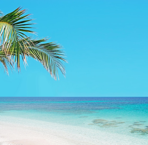 Palmboom aan zee op Sardinië