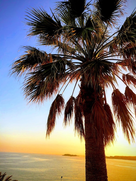Foto palmboom bij de zee tegen de hemel tijdens de zonsondergang