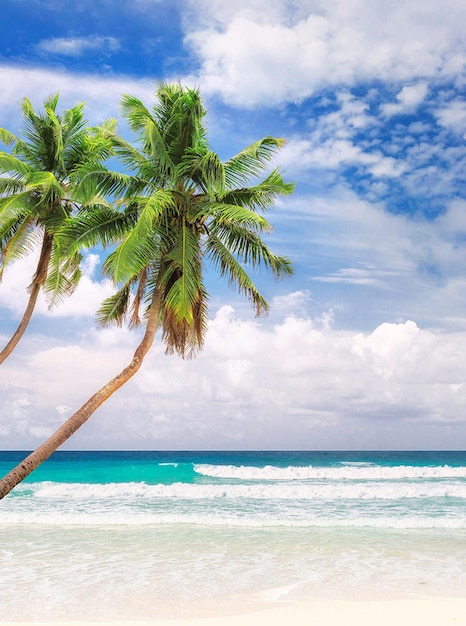 Palmboom bij de zee tegen de lucht