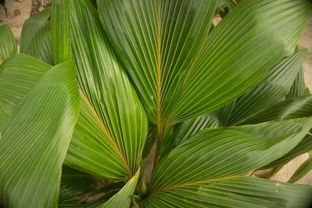 Palmboom bladeren