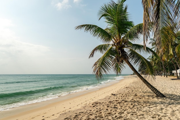 palmboom diani strand kenya