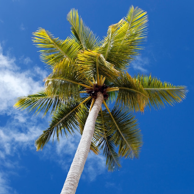 Palmboom en blauwe hemel in Caraïbisch strand