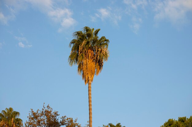 Palmboom en blauwe lucht