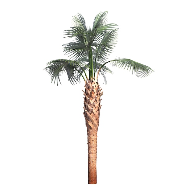 palmboom geïsoleerd op een witte achtergrond, 3D illustratie, cg render