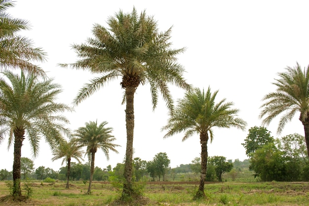 Palmboom geïsoleerd op witte achtergrond