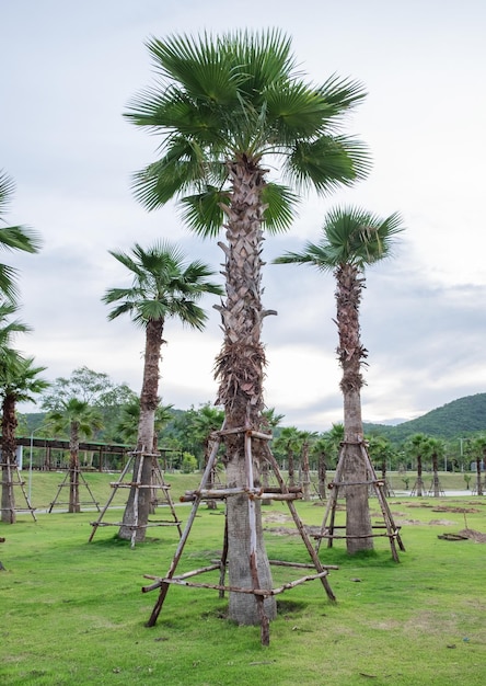 Palmboom in de tuin