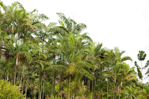 Palmboom in het zuiden van Thailand