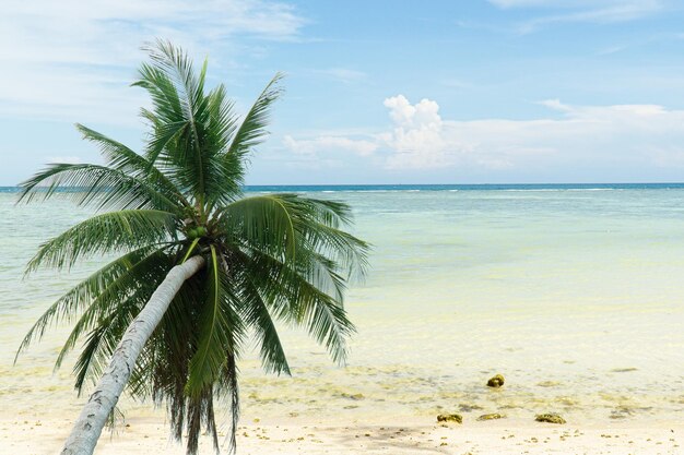 Foto palmboom, kokosnootboom op een wit zandstrand op het tropische paradijs eiland koh phangan