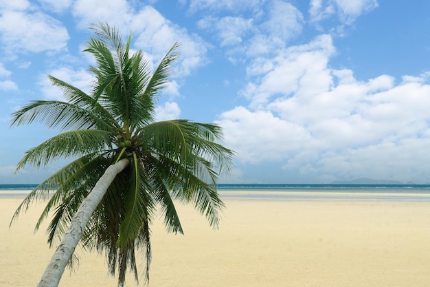 Foto palmboom, kokosnootboom op een wit zandstrand op het tropische paradijs eiland koh phangan