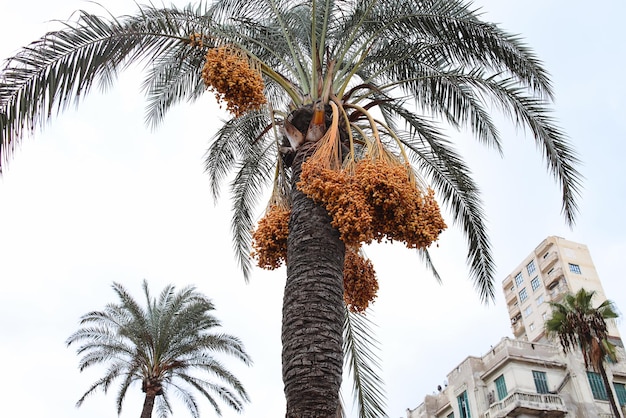 Palmboom met dadelvruchten