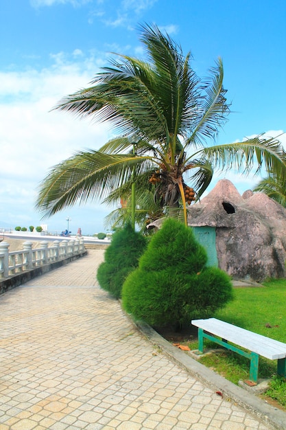 Palmboom met een bankje op een achtergrond van blauwe lucht Nha Trang Vietnam