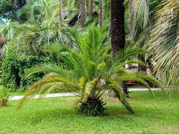 Palmboom met een dikke stam en grote bladeren in een arboretum