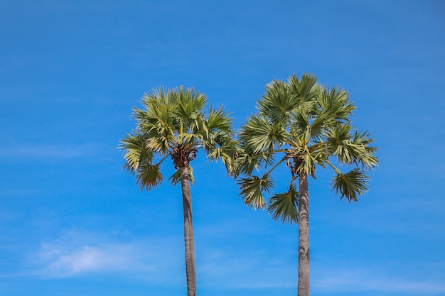 palmboom met op blauwe hemelachtergrond