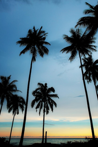 Foto palmboom met silhouet in thailand