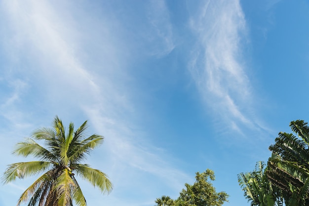 palmboom met wolken en blauwe hemel