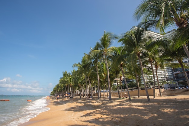 Palmboom of kokospalm op prachtig strand en blauwe lucht