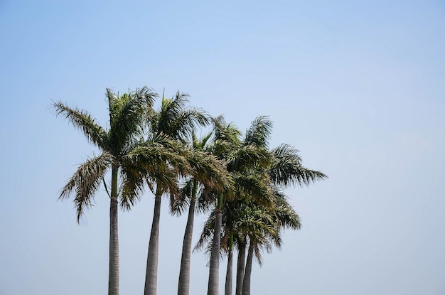 Palmboom of Trachycarpus fortunei