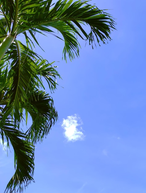 Palmboom onder felle zon en blauwe lucht onderaanzicht