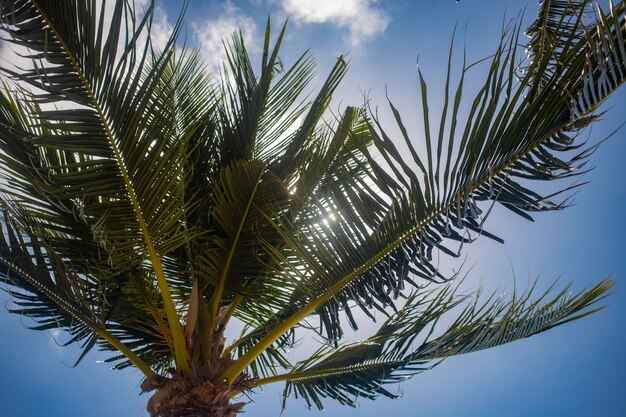 Palmboom op blauwe lucht en zon schijnen.