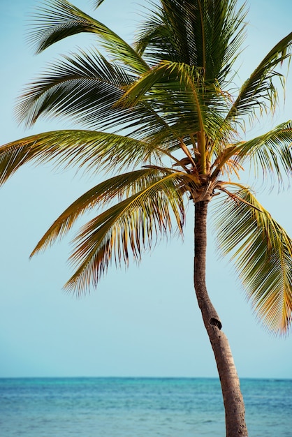 Palmboom op de achtergrond van de zee en de lucht.