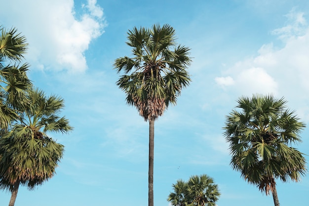 palmboom op de hemelachtergrond