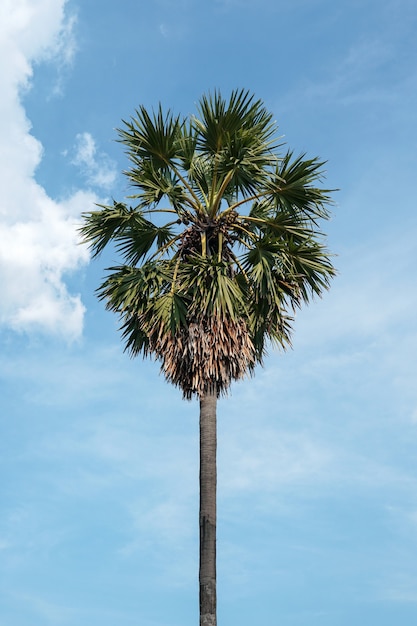 palmboom op de hemelachtergrond