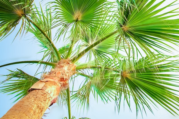 Palmboom op de natuur door de zee zwembad achtergrond