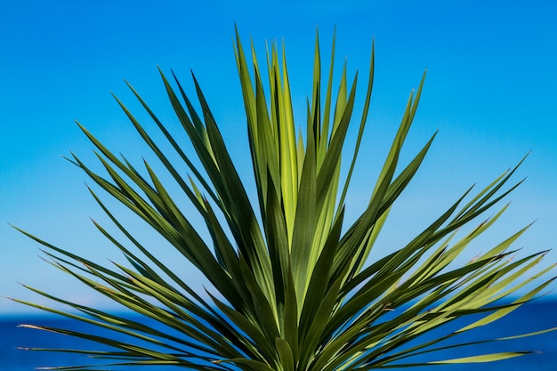 Palmboom op een zonnige, heldere dag aan zee