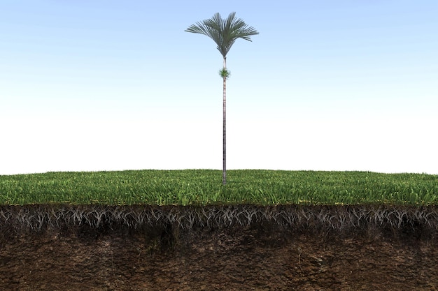 Palmboom op het gras en een stukje grond eronder, 3d render