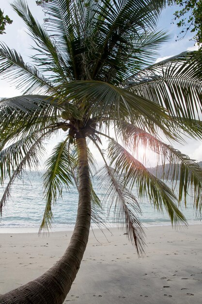 Foto palmboom op het strand tegen de lucht