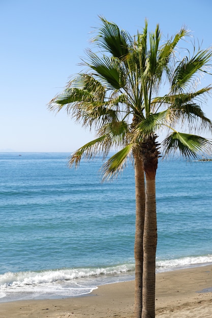 Foto palmboom op het strand