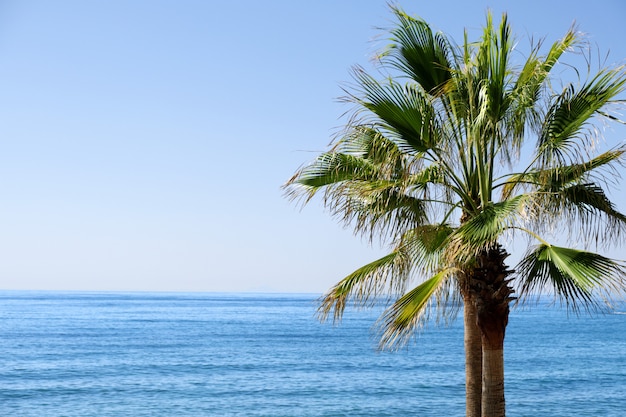 Palmboom op het strand