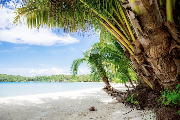 Palmboom op het strand.