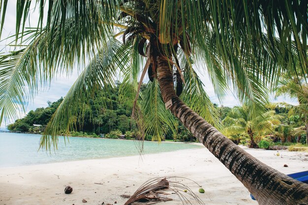 Palmboom op het strand.