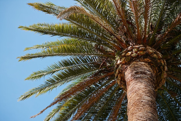 palmboom op het strand