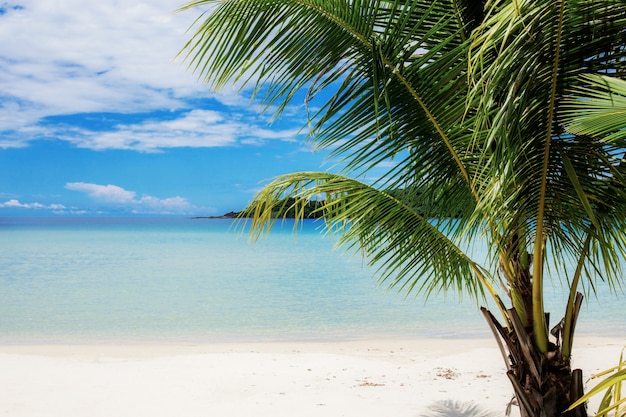 Palmboom op strand met blauwe hemel.