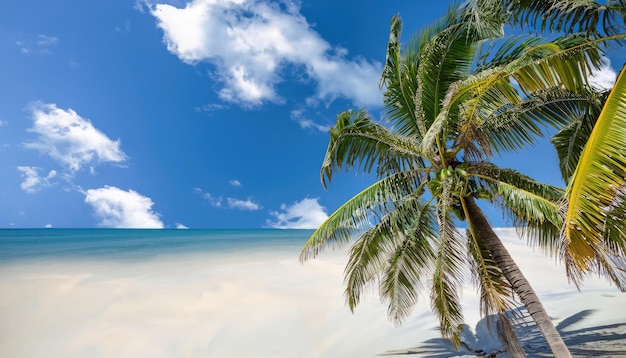 Palmboom op tropisch strand met blauwe lucht en witte wolken abstracte achtergrond