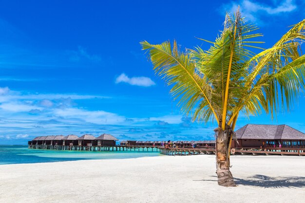 Palmboom op tropisch strand op de Malediven