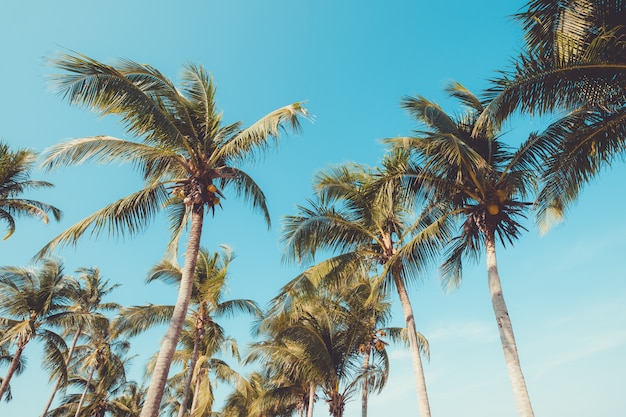 Palmboom op tropisch strand
