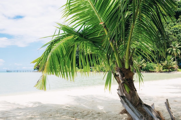 Palmboom op zandstrand