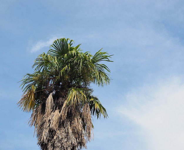 Palmboom over blauwe hemel kopie ruimte