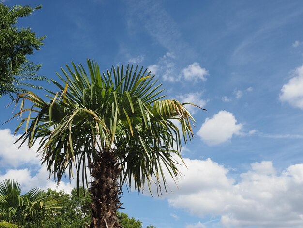 Palmboom over blauwe lucht