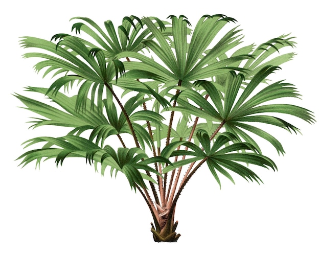 Palmboom png sticker waterverf botanisch ontwerp clip art doorzichtige achtergrond