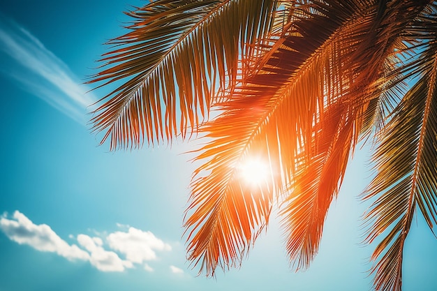 Palmboom van het zomerseizoen