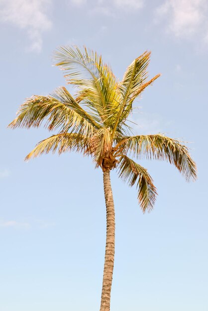 Palmboom Waait In De Wind La Palma Canarische Eilanden Spanje