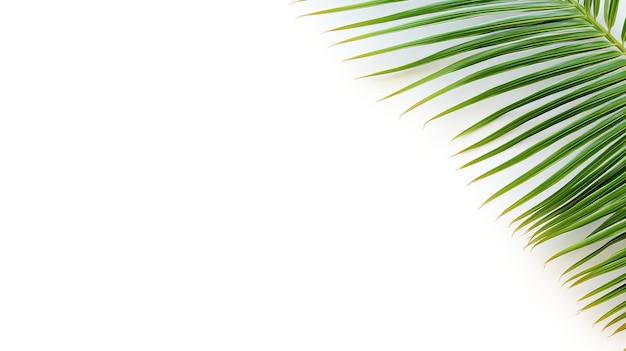 Palmboombanner geïsoleerd op witte achtergrond