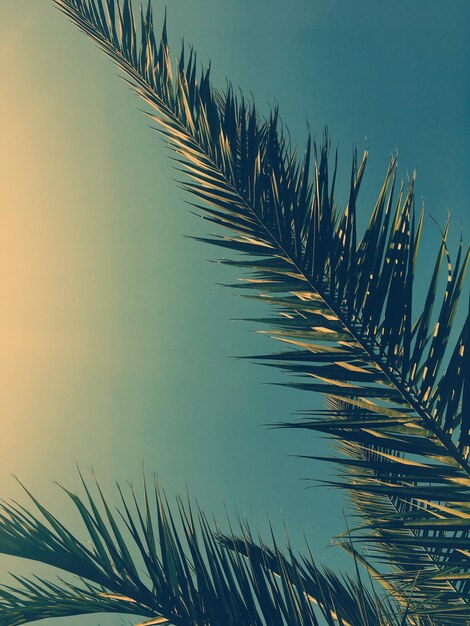 Palmboombladeren en de achtergrond van de hemelzomerreis