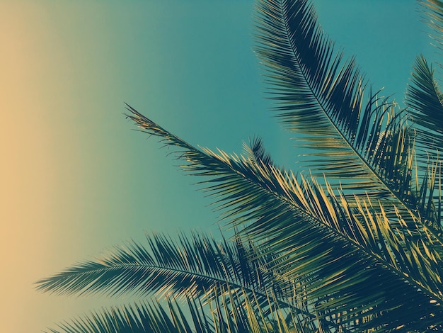 Palmboombladeren en de achtergrond van de hemelzomerreis
