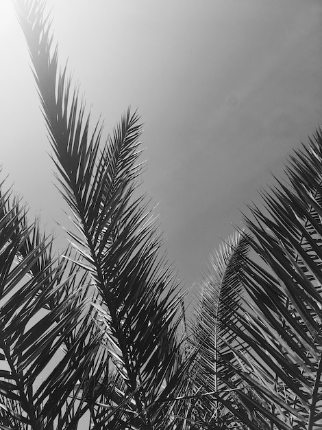 Palmboombladeren en de achtergrond van de hemelzomerreis