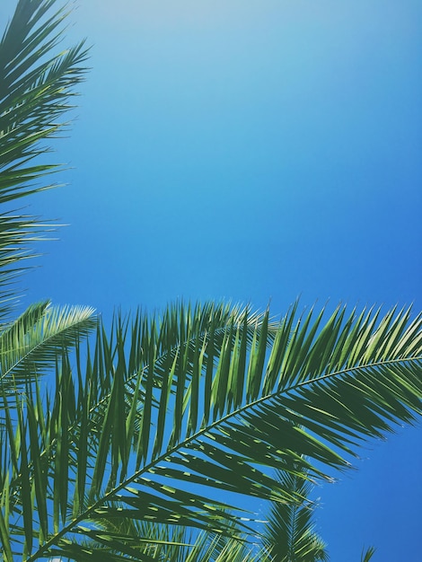 Palmboombladeren en de achtergrond van de hemelzomerreis